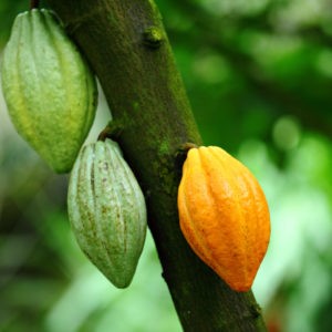 Beurre de Cacao 100% naturel – 100 grs