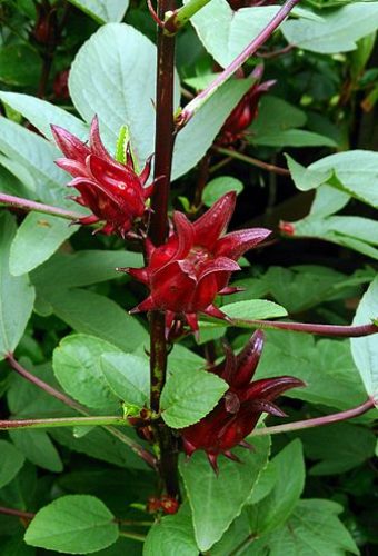 Roselle_Hibiscus_sabdariffa_3.jpg Roselle_Hibiscus_sabdariffa_3.jpg