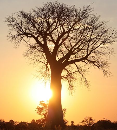 africa-3443656_1280.jpg