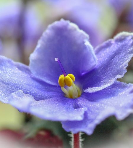 african-violet-3986517_1280.jpg