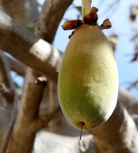 baobab-3977711_1280.jpg